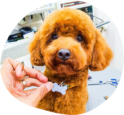 Benefits Of Hiring A Professional Groomer For Your Dog